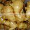 High Quality & Competitive Price & Best Taste of China Fresh Ginger