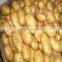 Holland Potato pack in mesh bag or carton