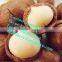 queensland nut cracking machine/macadamia nuts tapping machines