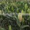 Lily Buds Fresh Lily Flower Wholesale Price