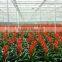 Multispan PE Film Greenhouse for Tomato Cucumber Flower Horticulture