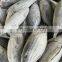 IQF WR frozen skipjack tuna fish cheap price for export import