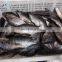 Top quality Frozen Tilapia Niloticus Frozen Fish Seafood Black Tilapia