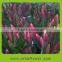 Fashion new coming Dutch Quality Lilies