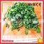 Cheap Frozen Iqf Bqf Chopped Spinach Cut For Sale