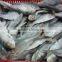 FROZEN DOTTED GIZZARD SHAD FISH W/R - SIZE 4/6