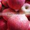 Top quality fresh qinguan apples class A pome fruits Agricultural products