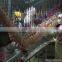poultry processing slaughtering equipment
