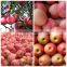 Wholesale 2015 Grade A Fuji Apple