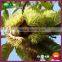 2015 Organic Yanshan Bulk fresh Chinese Chestnuts