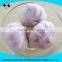 good quality normal white fresh garlic size4.0cm