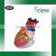 Human Heart Model 3 parts, Anatomical Heart model