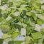 Organic freeze dried leek
