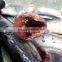 New HGT frozen bonito fish and Auxis thazard