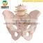 Life-size 2 Lumbar Vertebra, Pelvis Anatomic Model