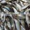 Canned Sardines in Vegetable Oil 125g