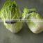 Fresh Cabbage Chinese Cabbage Chinese Beijing Cabbage Long Cabbage