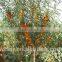 Organic.High quality,Wild Sbt Pulp Oil Based On Pure Natural Raw Material
