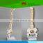 Most popular Medium sized flexible vertebral column with femur heads