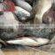 Frozen Black Tilapia For Sale/Chopa