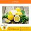 Standard Quality Fresh Lemon with Health Benefits from Top Ranked Supplier