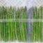 IQF Fresh Green Asparagus from China