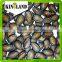 Made In China Watermelon Seed Size