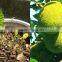 jackfruit trees