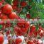 Certification Canned tomato paste