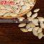Roasted Shine Skin Pumpkin Seeds