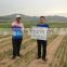 Qingdao manufacturer mushy alginate fertilizer indole acid organic fertilizer