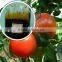 hydroponic nutrients fertilizer liquid foliar fertilizer