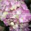 Fresh Artifical Light Pink Hydrangea For Export