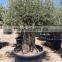 Olive Tree Olea Europaea Bonsai