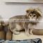 Funny Pet dog Kitty wigs cat Lion plush Cap cosplay with ear sample free