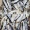 Frozen sardine fish for processing Japan origin