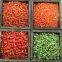 pure nature freeze dried green bell pepper distributor