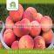fresh peach importers