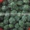 IQF frozen chopped spinach/BQF spinach cut/iqf vegetables