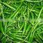 Green Chilli