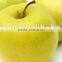 Supply fresh apple golden delicious for hot sale
