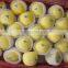 New crop fresh Golden delicious apple with good quality for sale                        
                                                Quality Choice