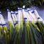 High Quality Spring Onion/scallion to Canada