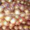 Gold Onion ( crops 2013)