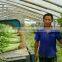 2016 hot sale fast growth small celery seeds for growing-125