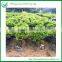 Ginseng Ficus Microcarpa