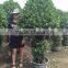 landscaping one layer ficus cage plants-1.7m