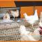 Goldenest chicken nest/Manual egg collection box/laying nest