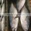 2016 Fresh Frozen Bonito Tuna 200-300g