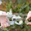 8 inch Garden Scissors Pruning Tool Type and hand tree shear